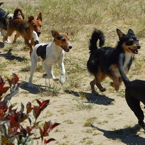 voluntariado en adoptalo.com-Madrid