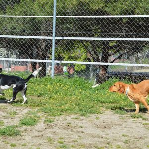 Bosnia y Gaza Bosnia y Gaza