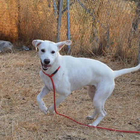 Adóptalo.com-Madrid – Perra en adopción Milana