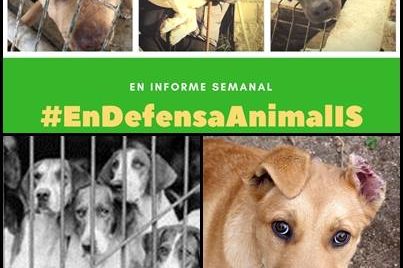 Informe Semanal - En Defensa Animal