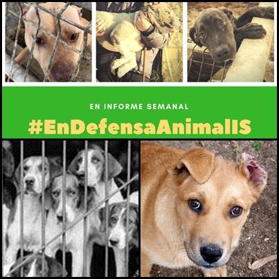Informe Semanal - En Defensa Animal