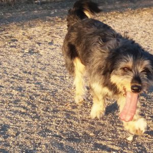 Cenicienta Cenicienta