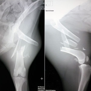 Loira (antes de la operación) Loira (antes de la operación)