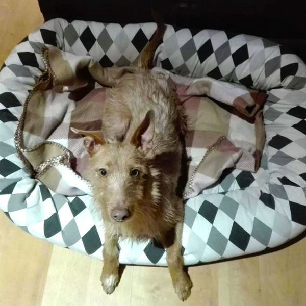 Coyote Coyote