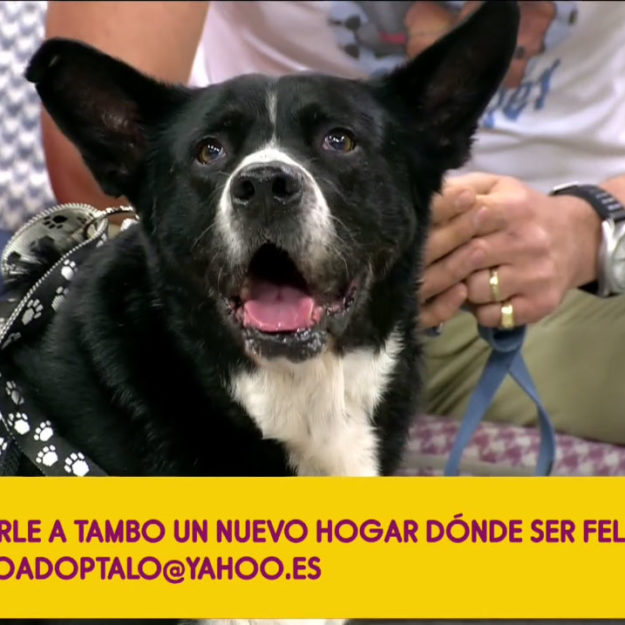 Tambo en ¡PERRO QUÉ BIEN! (Sálvame Diario, T5)