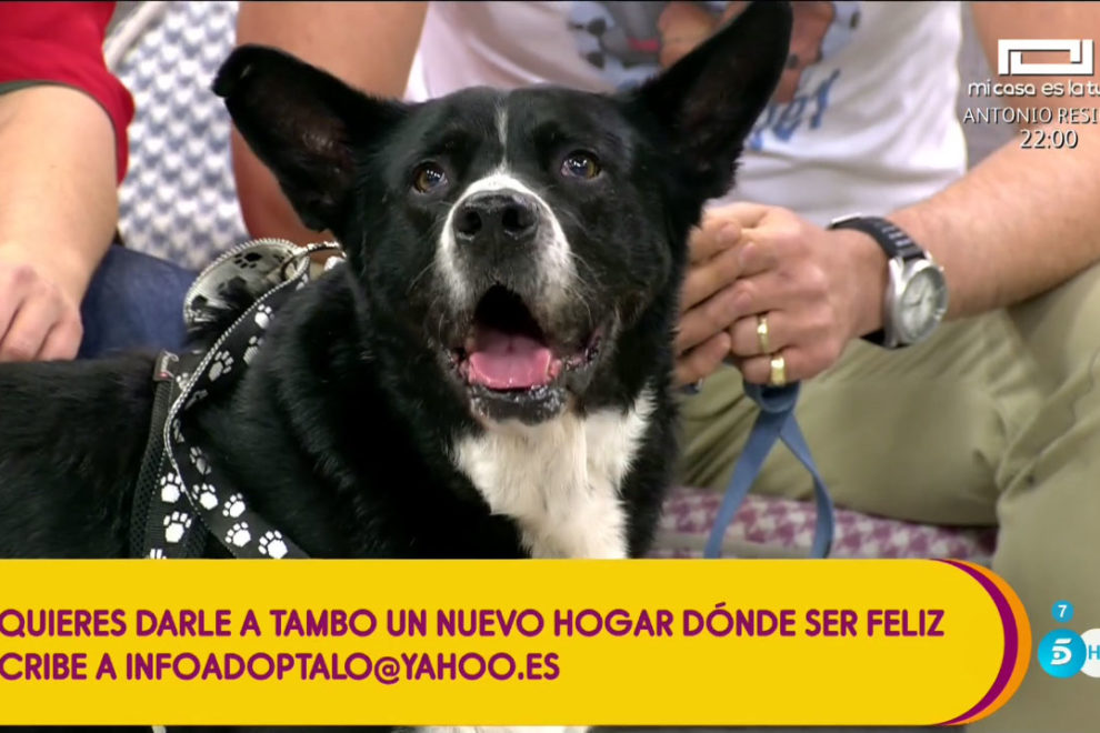 Tambo en ¡PERRO QUÉ BIEN! (Sálvame Diario, T5)
