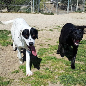 Darwin y Cubana Darwin y Cubana