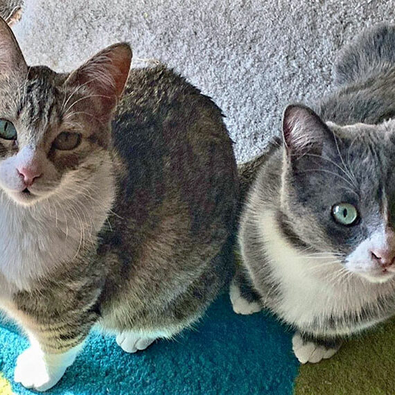 Bimba y Balu Bimba y Balu