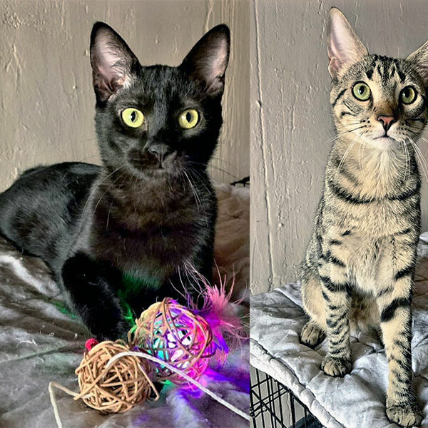 Tigri y Murzi Tigri y Murzi