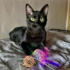 Tigri y Murzi Tigri y Murzi