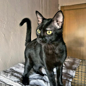 Tigri y Murzi Tigri y Murzi