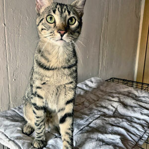 Tigri y Murzi Tigri y Murzi