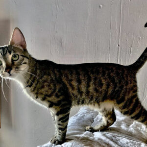 Tigri y Murzi Tigri y Murzi