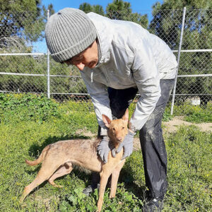 Topo Gigio Topo Gigio