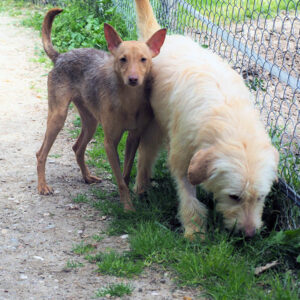 Topo Gigio Topo Gigio