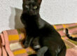 Trueno