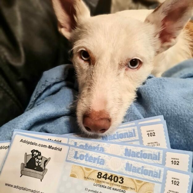 Lotería Navidad 2022