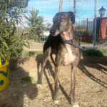 Bailen
