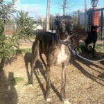Bailen