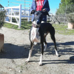 Enrico