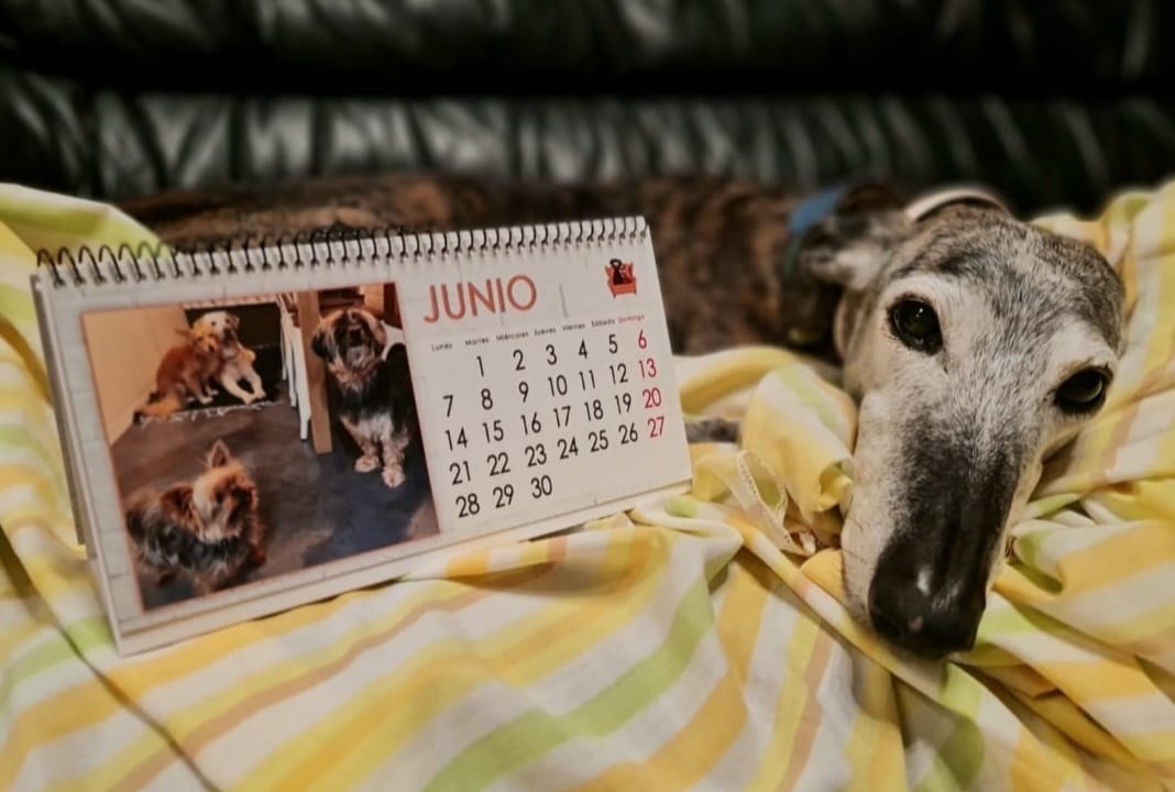 Calendario solidario 2026 de Adóptalo.com-Madrid